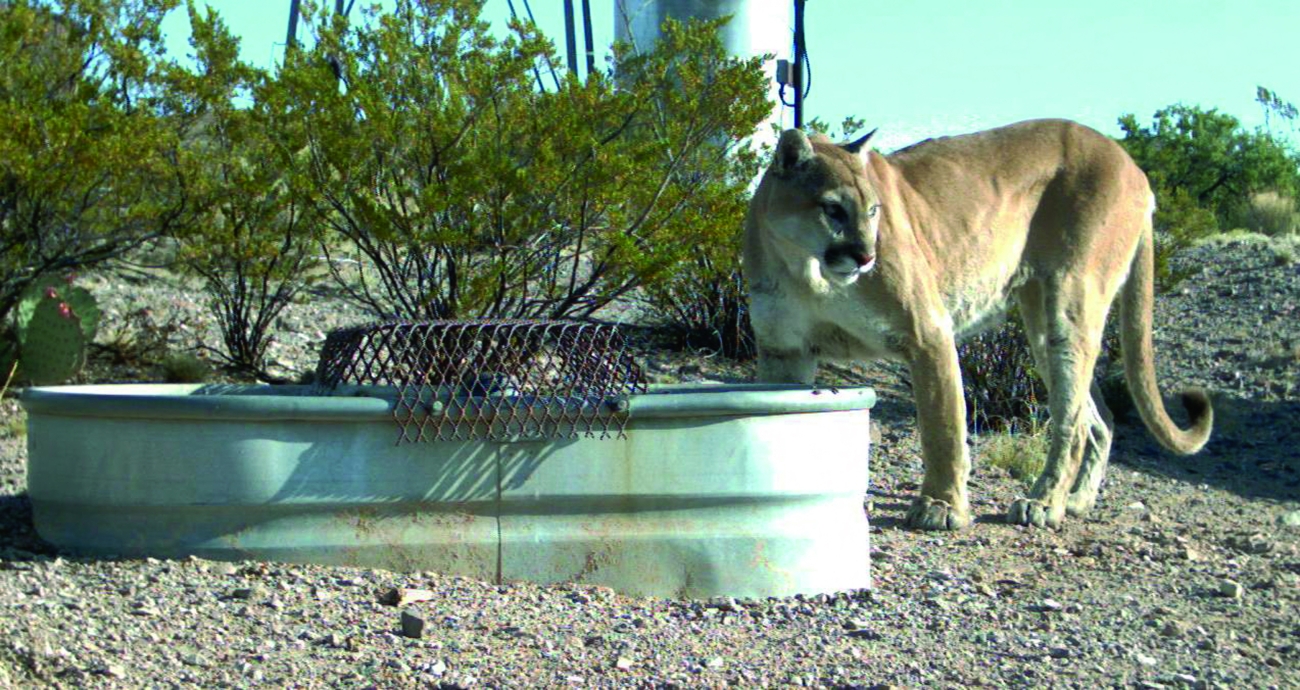 A mountain lion beside a water tank, photographed by a remote camera at Sevilleta National Wildlife Refuge, New Mexico, in 2009.