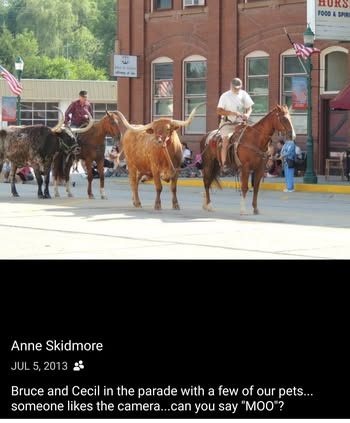 Horse team in a Hooper parade — details requested, shared by Anne Skidmore